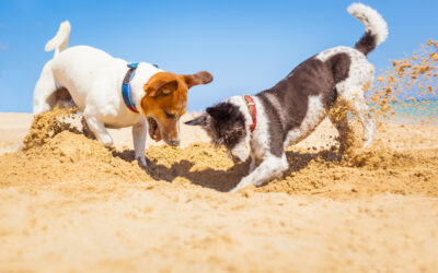 Dog Friendly Beach in Santa Barbara