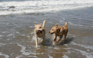 dog friendly beach