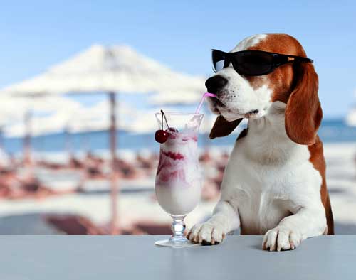 prepare for vacation secure home and pet care santa barbara
