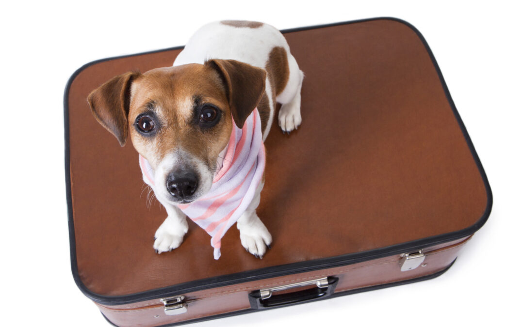traveling with your pet